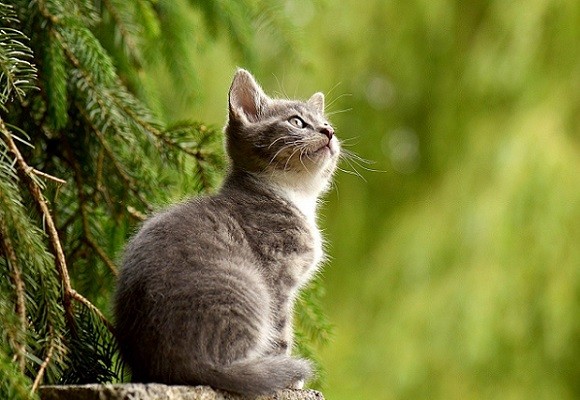 20220423-200431cat-g1558b6495_1280
