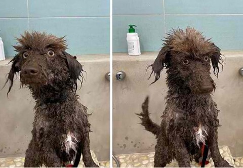 Doggie and bath