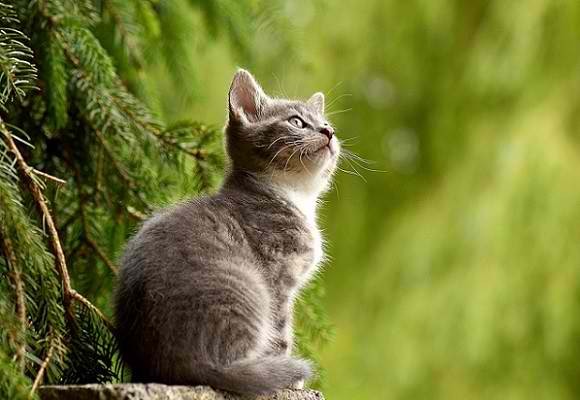 20220424-092334cat-g1558b6495_1280