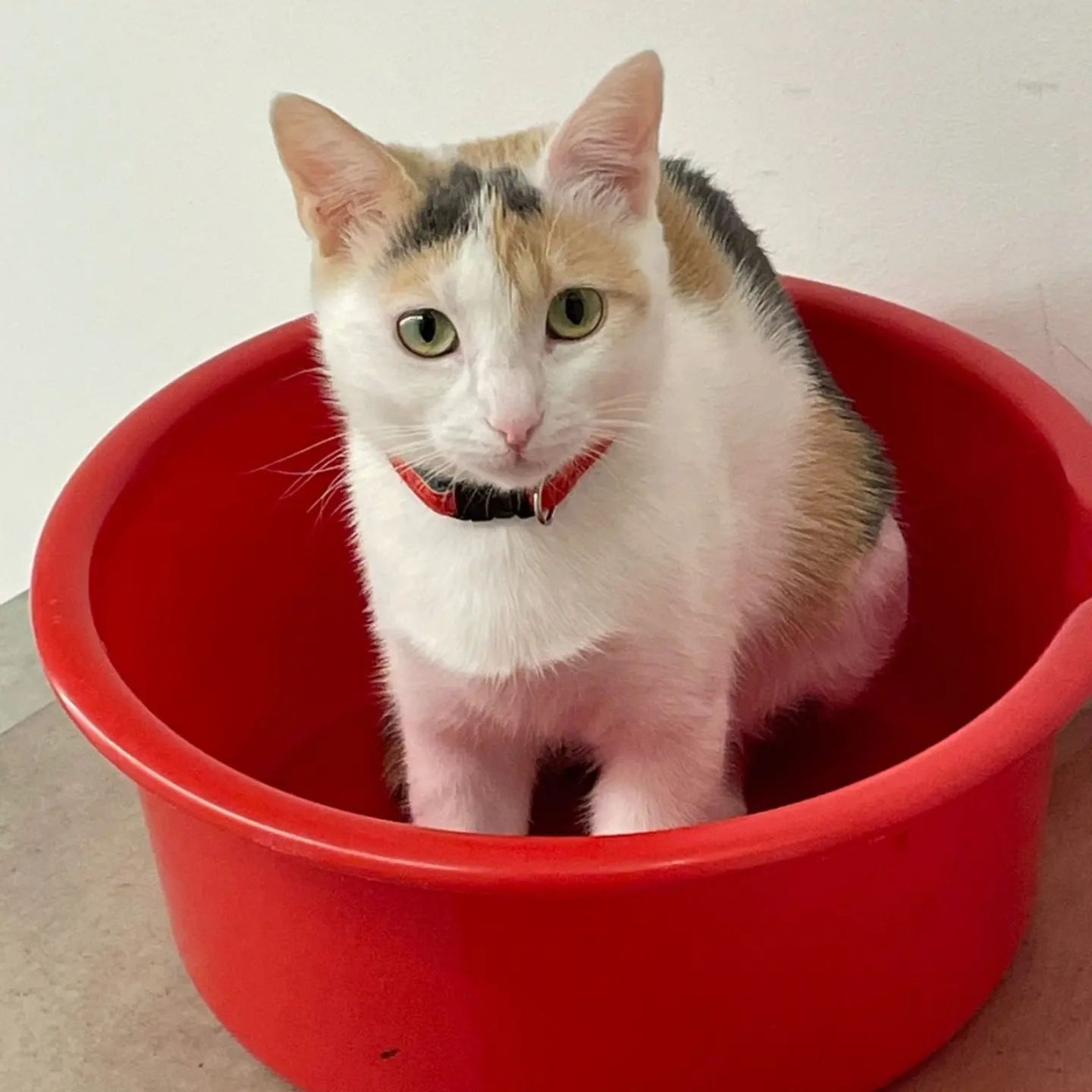 20230404-144206cat-fovos